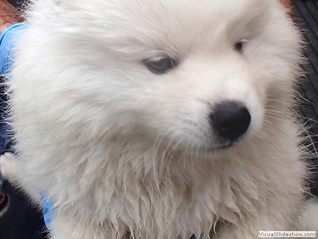 8wks-wet boy