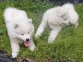 8wks-boys
