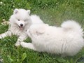 8wks-boys3