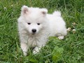 8wks-girl1