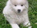 8wks-girl2