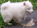 8wks-girl4
