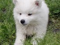 8wks-girl6