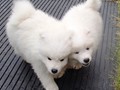 8wks-girls1
