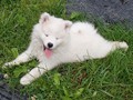 8wks-girls5