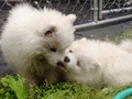 8wks-kisses