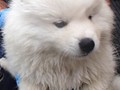 8wks-wet boy