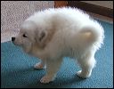 puppyp~1