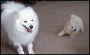 toluca~2