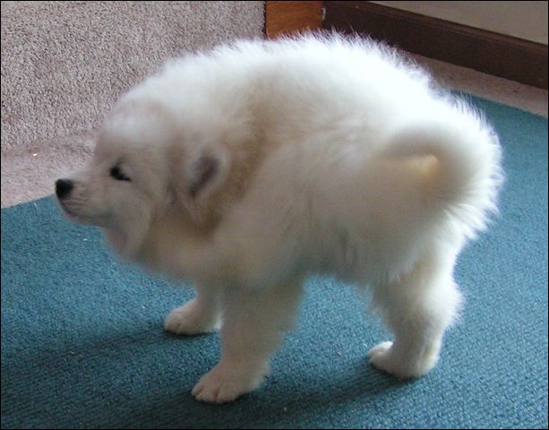 puppyp~1.jpg