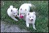 pups-2~1