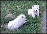 pups-3