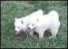 pups-4