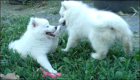 pups-1.jpg