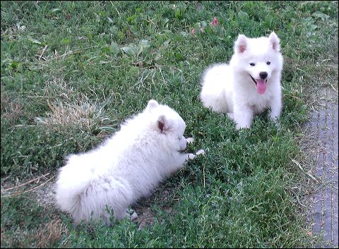 pups-3.jpg