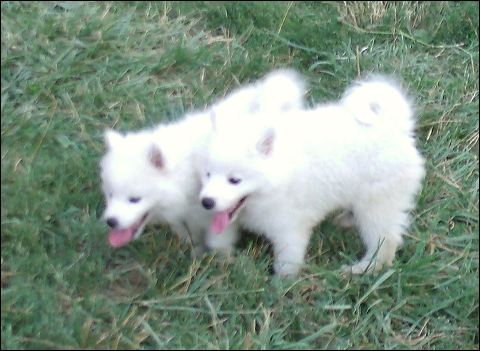 pups-4.jpg
