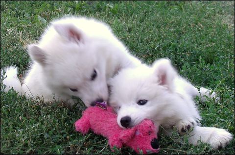 pups-4~1.jpg