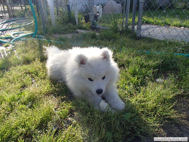 9wks-boy2