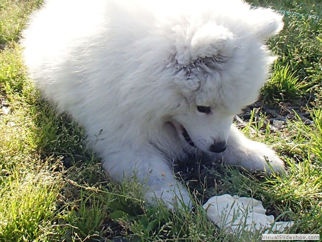 9wks-boy3