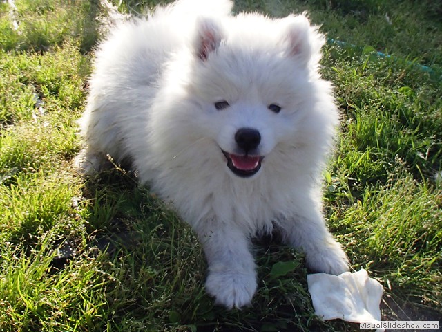 9wks-boy4