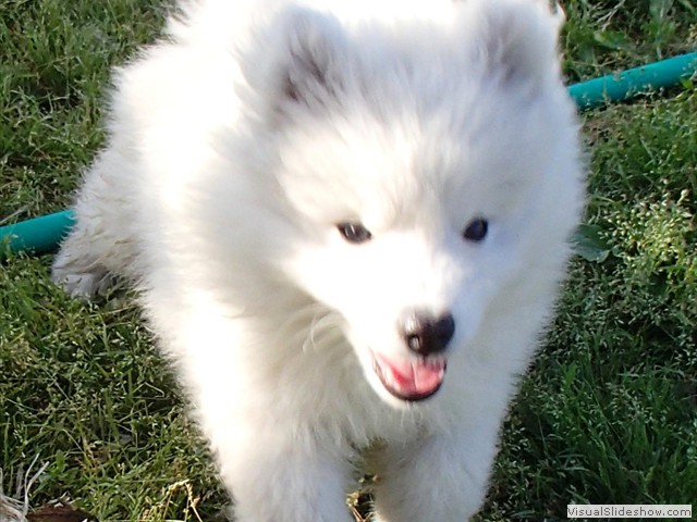 9wks-boy5