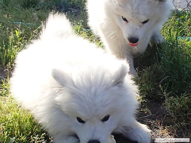 9wks-boy and girl
