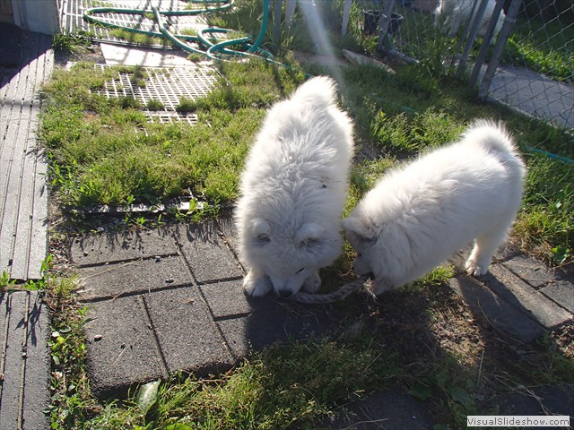 9wks-boys1