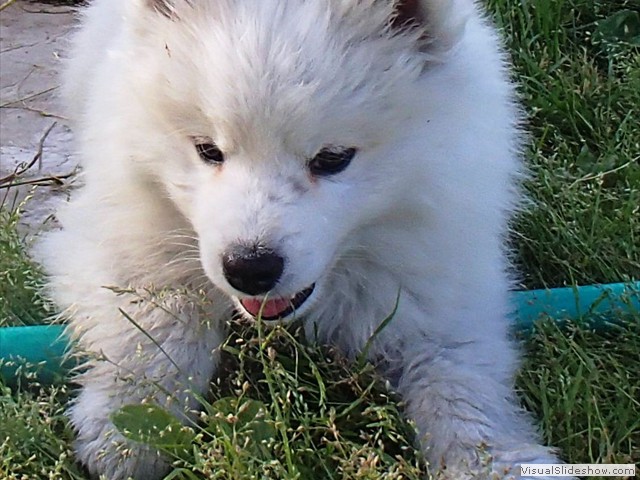 9wks-girl1