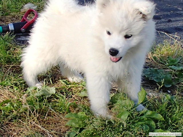 9wks-girl2