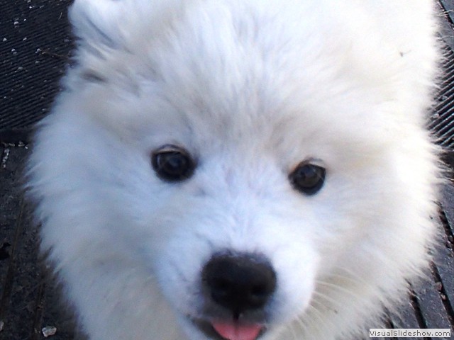 9wks-pup3
