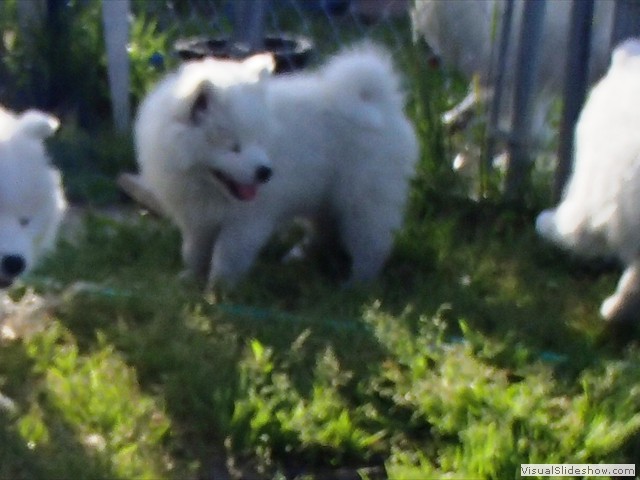 9wks-pups1