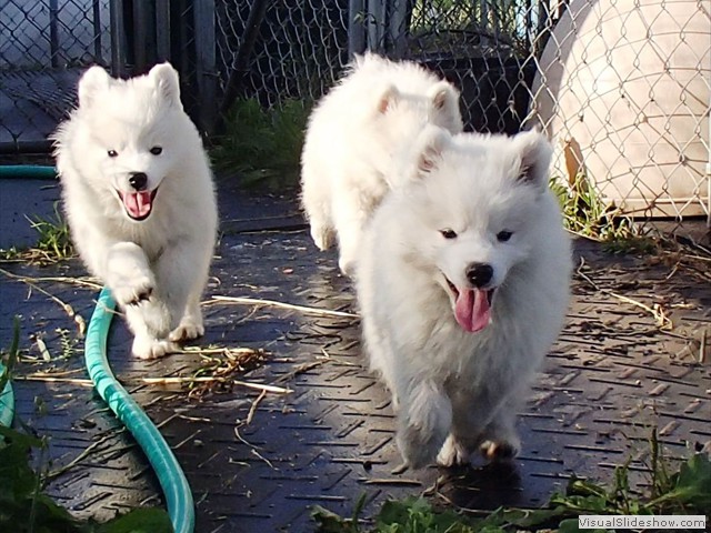9wks-pups2