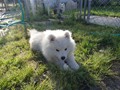 9wks-boy2