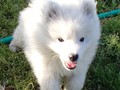 9wks-boy5