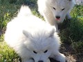 9wks-boy and girl