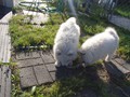 9wks-boys1