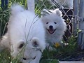 9wks-boys2