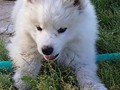 9wks-girl1
