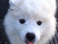 9wks-pup3