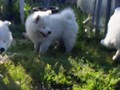 9wks-pups1