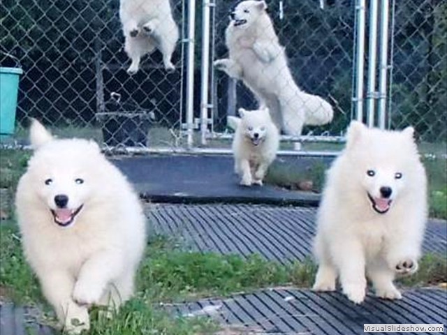 pups-1