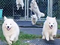 pups-1