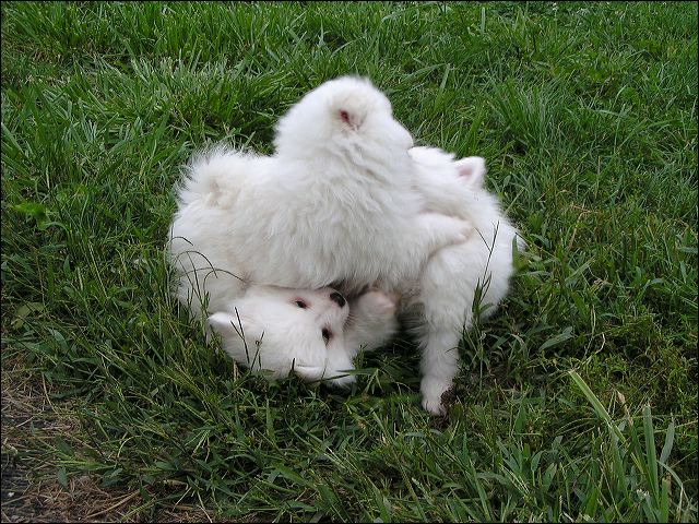 bundle~1.jpg