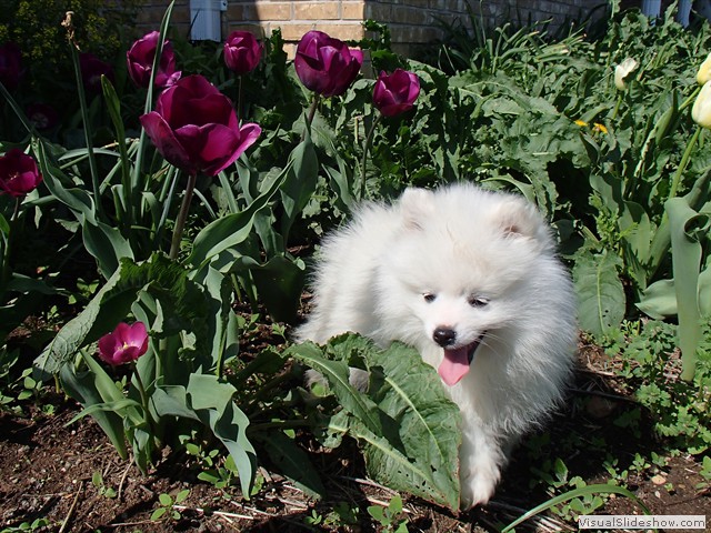 10wks-boy-A-1