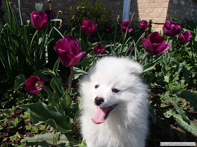 10wks-boy-B-1