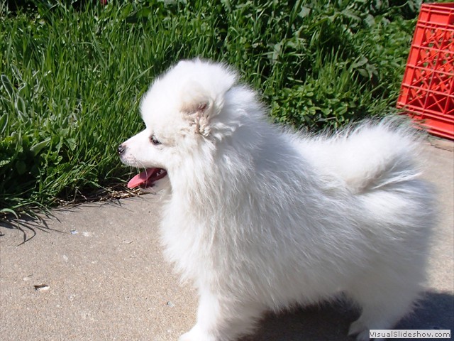 10wks-boy-B-3