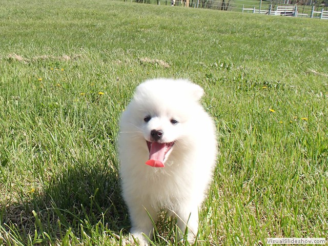 10wks-boy-B-4