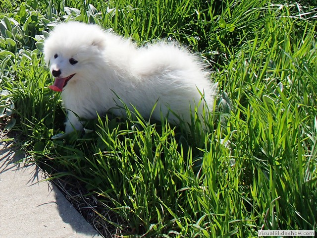 10wks-Boy-b-5