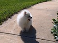 10wks-boy-A-4