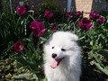 10wks-boy-B-1